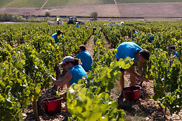 Domaine Gautheron Alain Et Cyril