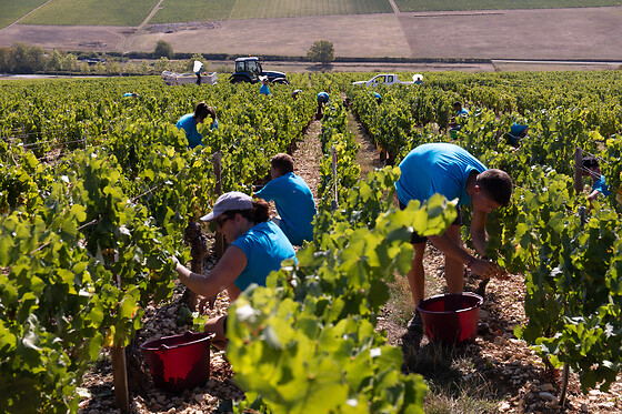 Domaine Gautheron Alain Et Cyril - photo 2