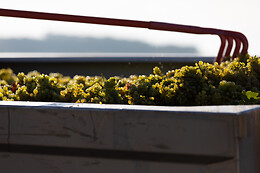 Domaine Gautheron Alain Et Cyril
