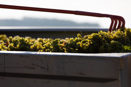 Domaine Gautheron Alain Et Cyril - photo 6