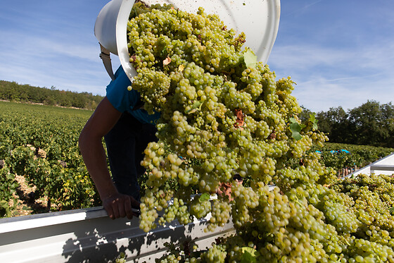 Domaine Gautheron Alain Et Cyril - photo 9