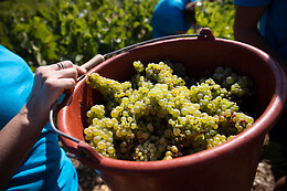 Domaine Gautheron Alain Et Cyril