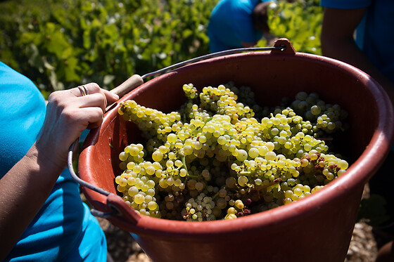 Domaine Gautheron Alain Et Cyril - photo 13