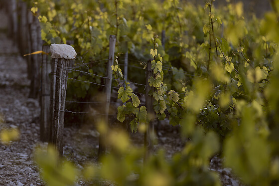 Domaine Gautheron Alain Et Cyril - photo 15