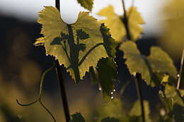 Domaine Gautheron Alain Et Cyril