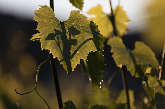 Domaine Gautheron Alain Et Cyril - photo 16