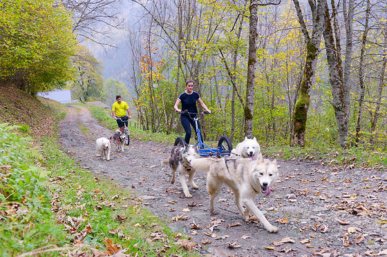 Elevage canin du clos de la vallée blanche - photo 3