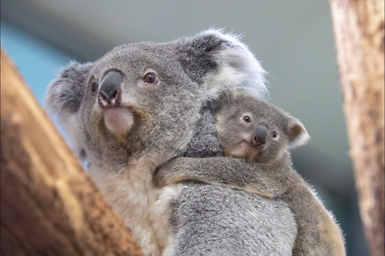 Zooparc de Beauval -  1 jour pour 1 adulte