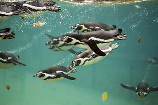 Zooparc de Beauval -  1 jour pour 1 adulte