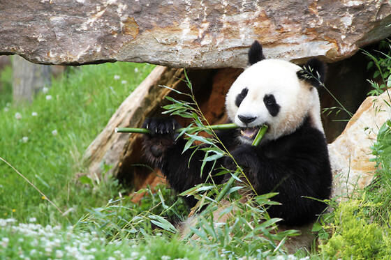 Zooparc de Beauval -  1 jour pour 1 adulte