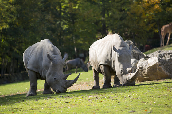 Zooparc de Beauval -  1 jour pour 1 adulte