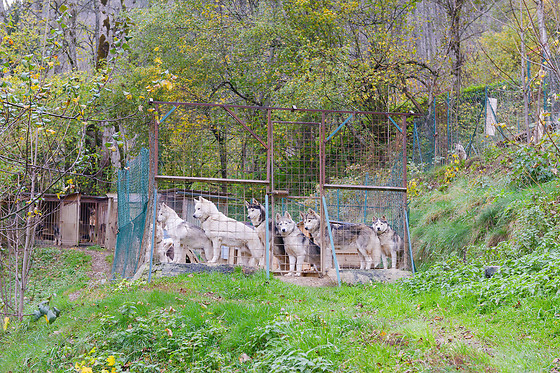 Elevage canin du clos de la vallée blanche - photo 11