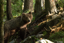 Pays de l'Ours - Adet