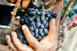 Tenuta Yala