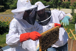 Stage 1/2 journée apiculture à Pessac près de Bordeaux