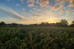 Château Champion - St-Emilion Grand Cru