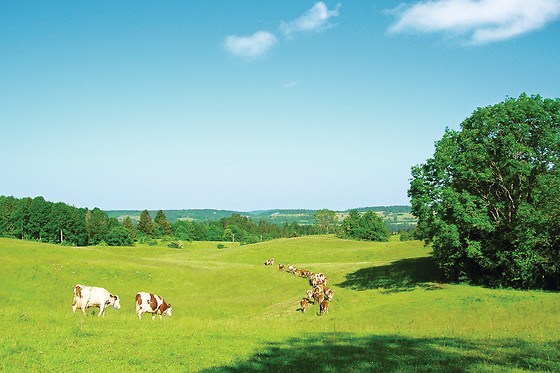 La Ferme des Coucous - photo 3