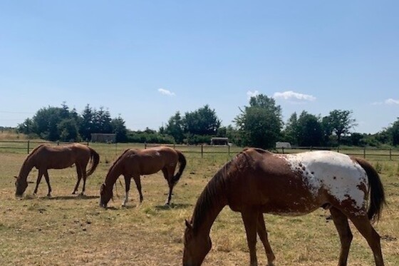 Equicoaching - photo 2