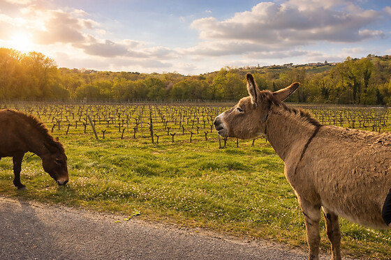 Château Haut Roc - photo 5