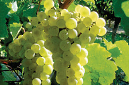 BODEGAS SOMMOS