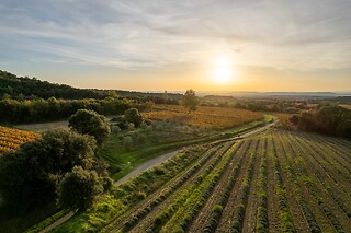 Création d'une cuvée personnalisée pour deux avec MyViny au Domaine de la Bouvaude à Seyssinet-Parise (38)