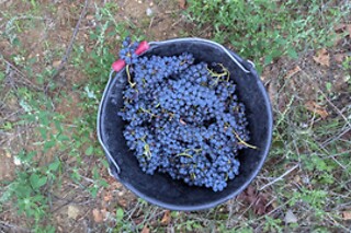 Création d'une cuvée personnalisée pour deux avec MyViny au Domaine de la Bouvaude à Seyssinet-Parise (38)