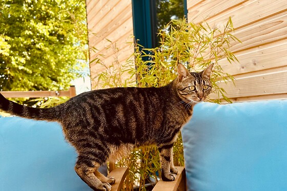 Tiny House des 4 vents - photo 10