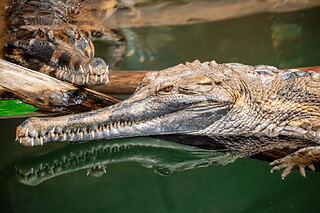 Billet pour la Ferme aux crocodiles à Pierrelatte (26)