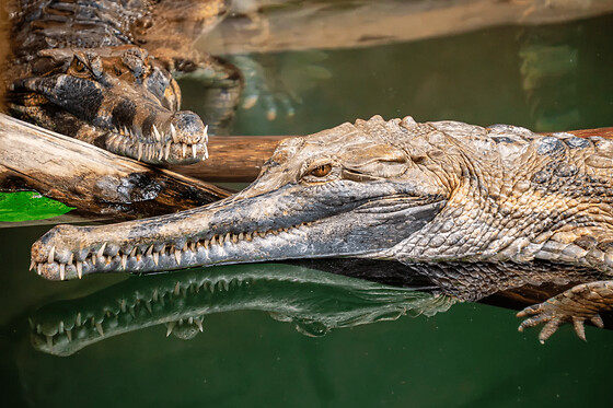 Billet pour la Ferme aux crocodiles à Pierrelatte (26)
