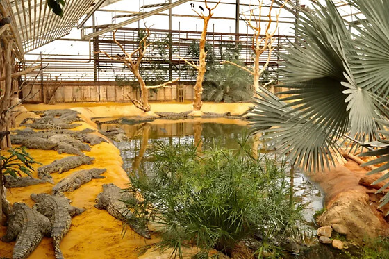 Billet pour la Ferme aux crocodiles à Pierrelatte (26)