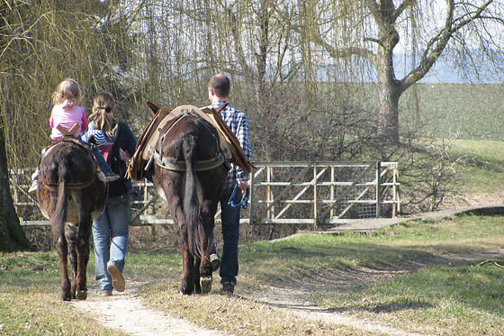 Eselhof Säge - photo 20
