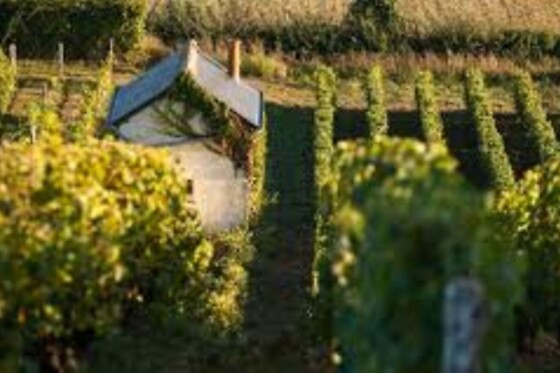 Domaine Lelais - photo 14