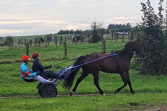 Baptême de Sulky tandem - Haras du Saint Georges - Escarmain (59)