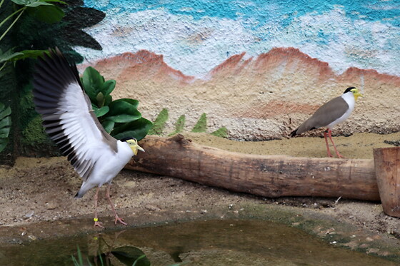 AVIFAUNA - photo 10