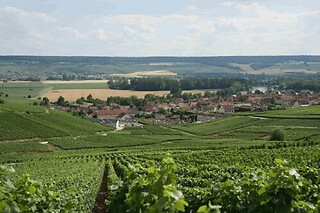 Balade gourmande dans les vignes à Epernay (51)