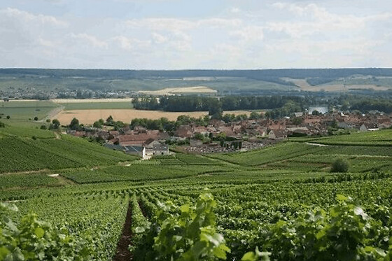 Balade gourmande dans les vignes à Epernay (51)