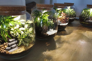Atelier Terrarium lumineux à Paris 20ème