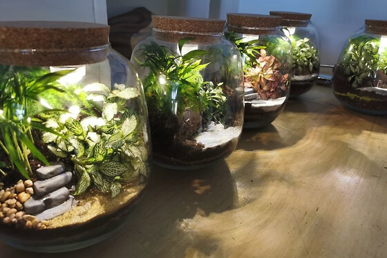 Atelier Terrarium lumineux à Paris 20ème