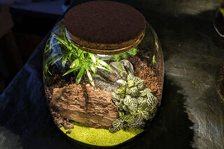 Atelier Terrarium lumineux à Paris 20ème