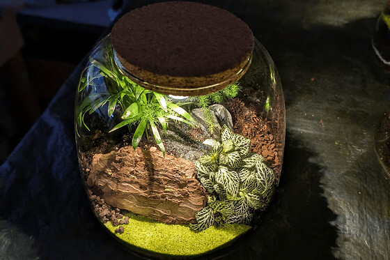 Atelier Terrarium lumineux à Paris 20ème