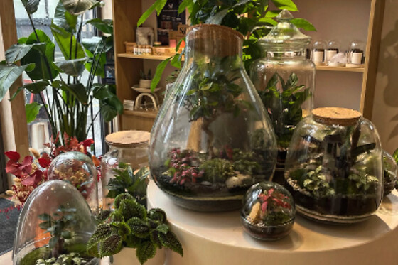 Atelier terrarium à 4 mains à Lille (59)