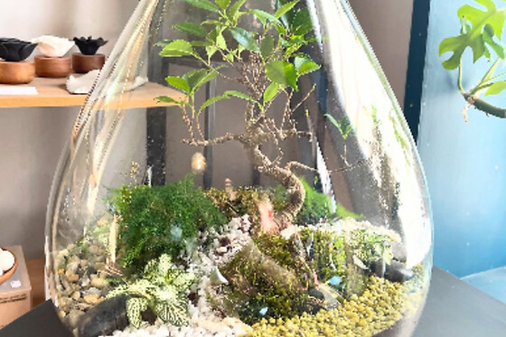 Atelier terrarium à 4 mains à Lille (59)