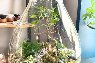 Atelier terrarium à Lille (59)