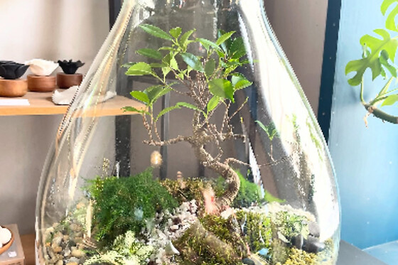 Atelier terrarium à Lille (59)