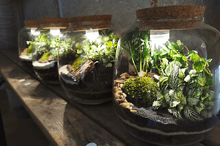 Atelier Terrarium lumineux petit format à Paris 20ème