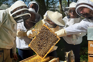 Demi-journée initiation à l'apiculture à Chaume-en-Brie (77)