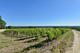Langlois