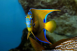 Billet pour le Grand Aquarium de Saint-Malo (35) - Adulte