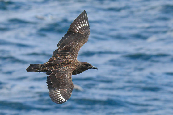 Faune Océan - photo 3