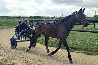 Baptême de Sulky tandem - Haras du Saint Georges - Escarmain (59)